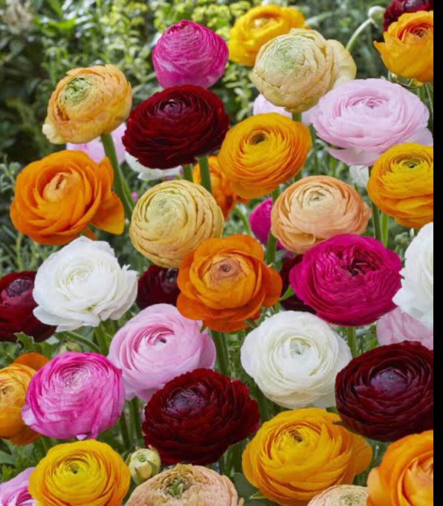 rananculus mix – Welcome To City Seeds