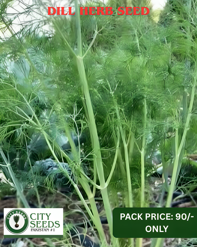 Herbs (5)